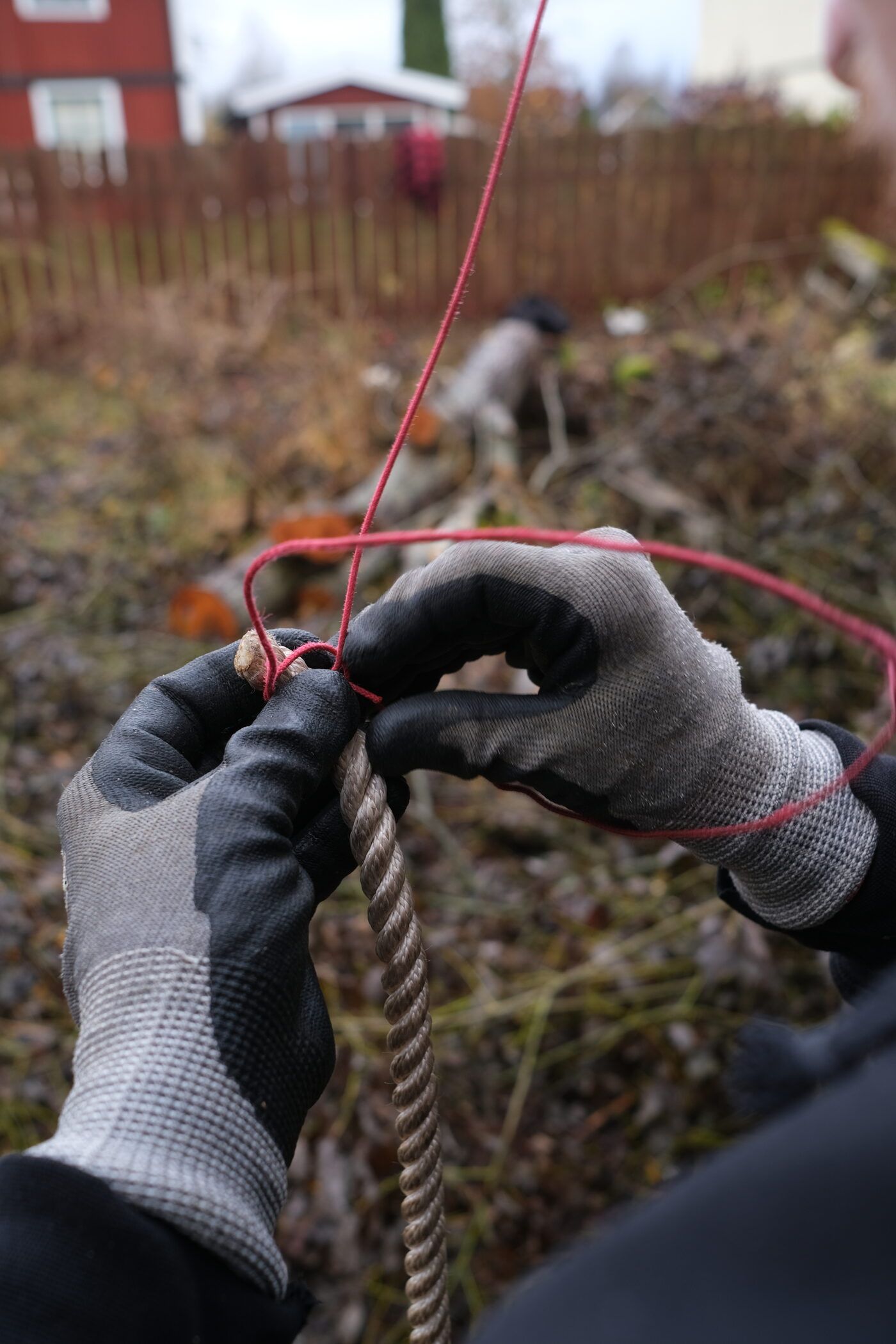 Riggning av rep inför trädfällning